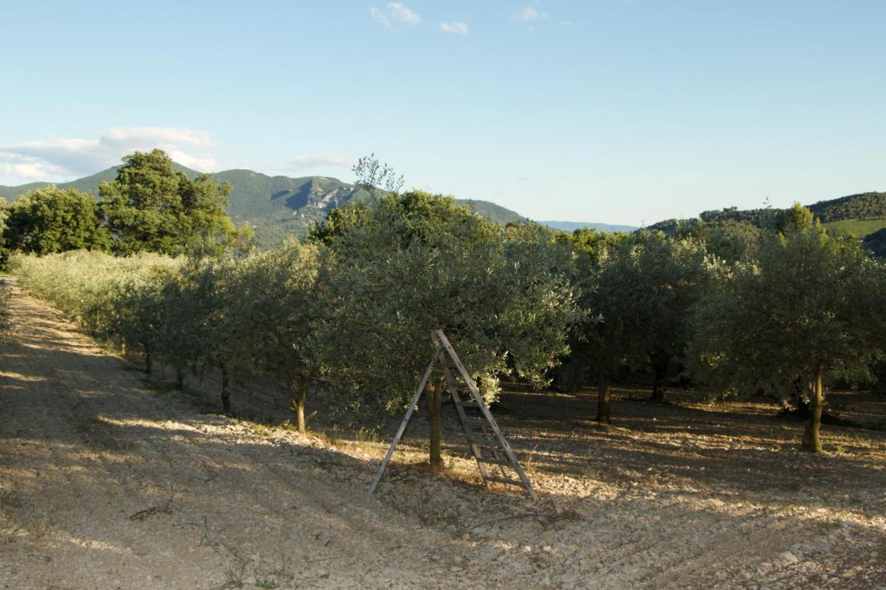 Mas Provencal La Serallere Au Coeur Des Oliviers Venterol  Eksteriør bilde